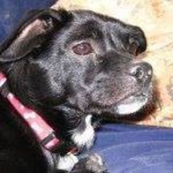 Meet your Posher, Murphy - Picture 1 of 1